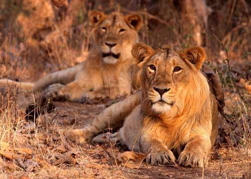 Sasan Gir