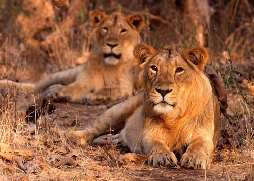 Sasan Lion Image